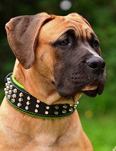 Bestia "Stud Genuine Leather Big Dogs Collar. 2.5 inch Wide. Soft Padded. Very Durable and Comfortable. Handcrafted Guaranteed. Pitbull. Cane Corso. Rottweiler. Bully. Amstaff. L- fits a neck of 19.7 to 22.6 inch Red Cushion - PawsPlanet Australia