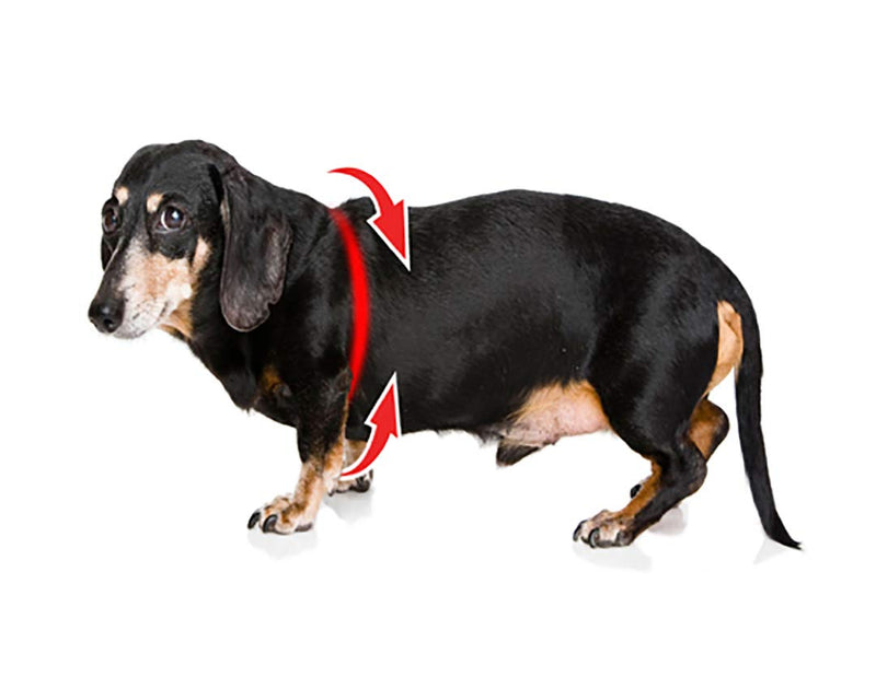 BUDDY BELT Harness Pebble Grain Blue - Premium Edition (7) 7 - PawsPlanet Australia