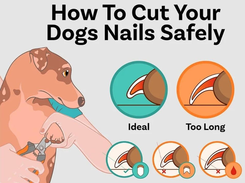 Pet Nail Clippers and Trimmers: Ensuring Safety with Guard, Includes Nail File and Sharp Blade - Ideal Grooming Tool for Cats and Dogs - Dog Nail Clippers, Cat Nail Trimmer, white & Blue - PawsPlanet Australia