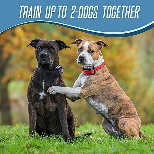 Pet Union PT0Z1 Premium Training Shock Collar for Dogs with Remote - Fully Waterproof, 4 Adjustable Training Modes - Shock, Vibration, Beep - Up to 1200ft Range Red - PawsPlanet Australia