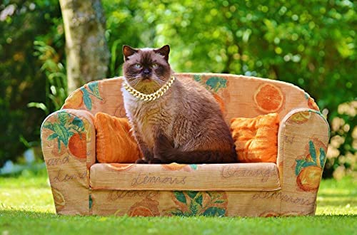 Halukakah Cat Collar - Carat - Iced Out Diamond Cuban Link Gold Chain for Cats & Kittens - 18k Real Gold Plated 9" Collar Size - for Decoration Only - Get Your Cat Catwalk Ready 9" Medium Breed Fit | Shorthair, Scottish Fold - PawsPlanet Australia