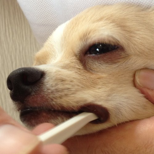Toothbrush for toy breed dogs easy to use made in Japan Kenko care by Mind Up (Micro Head) White 1 Count (Pack of 1) - PawsPlanet Australia
