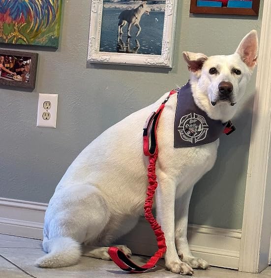 Heavy Duty Bungee Dog Leash - Shock Absorbing, Seat Belt Clip, Quick Release Frog Clasp, Double Padded Handles, for Large and Medium Dogs, Durable for Training, Walking, Car Safety, Outdoor Adventure RED BUNGEE FROG Solid - PawsPlanet Australia