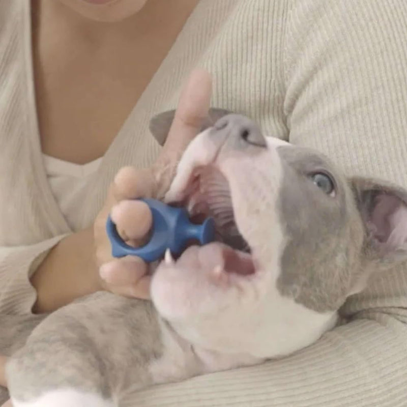 Paw Ready Pet Toothbrushing Assistant for Puppies' Dogs and Cats Allows You to Brush Your pet’s Teeth Without Constantly Worrying About Getting Bitten. (Blue, Small) Small (Pack of 1) Blue