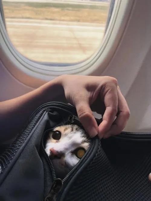 Cat Carriers Soft Small Dog Carrier Airline Approved Softsides Pets Bag,Black,Lightweight,Luxury Style,Top Expandable,Guaranteed on Cabin Board Flight Travel Recommend Under 15 lbs 15.5"L x 12.0"W x 9.0"H Black - PawsPlanet Australia