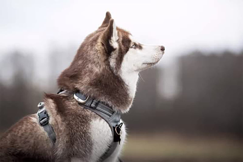 TRUE LOVE Adjustable No-Pull Dog Harness Reflective Pup Vest Harnesses Comfortable Control Brilliant Colors Truelove TLH5651(Gray,L) L Gray - PawsPlanet Australia