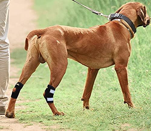 NeoAlly Super Supportive Dog Braces for Rear Leg and Hock Joint with Dual Metal Spring Strips Stabilize Canine hind Legs from Wound, Injury, Sprains, Arthritis (XL Pair) Both Leg XL