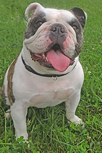 National Leash Mountain Rope Dog ID Collar- Lava Butte Black - Medium (14"-20") Ultra Lite - PawsPlanet Australia