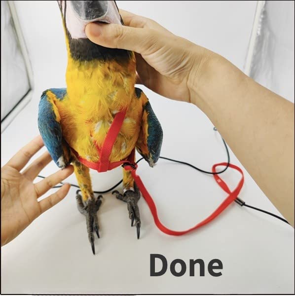 Adjustable Bird Harness with 78.7 Inch Leash, Outdoor Flying Training Rope Kit for Bird Parrots, Parrot Flying Rope Straps Outdoor Training Traction Rope for Small Medium Large Size Birds (XL) XL - PawsPlanet Australia