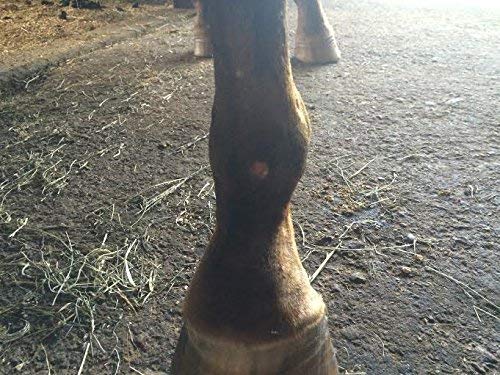 Bedsore Boots for Horses -Equine Leg Protection for Pressure Sores & Ulcers- Neoprene Stall Boots, Heal Wounds Faster, Easy On/Off, Washable & Air-Dry - PawsPlanet Australia