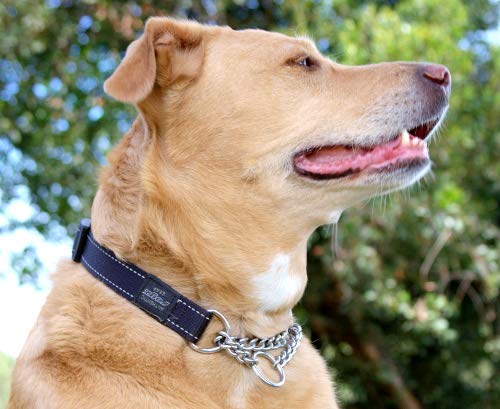 Reflective Nylon Choke Collar; Slip Show Obedience Training Gentle Choker for Medium Dogs, Orange - PawsPlanet Australia