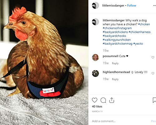 Chicken Harness Hen size With 6-foot Matching belt, Comfortable, Breathable, Small Size, Suitable for Chicken, Duck or Goose Suitable for Weight about 2.3-3.8Pounds, Orange (Small, Dark purple) - PawsPlanet Australia