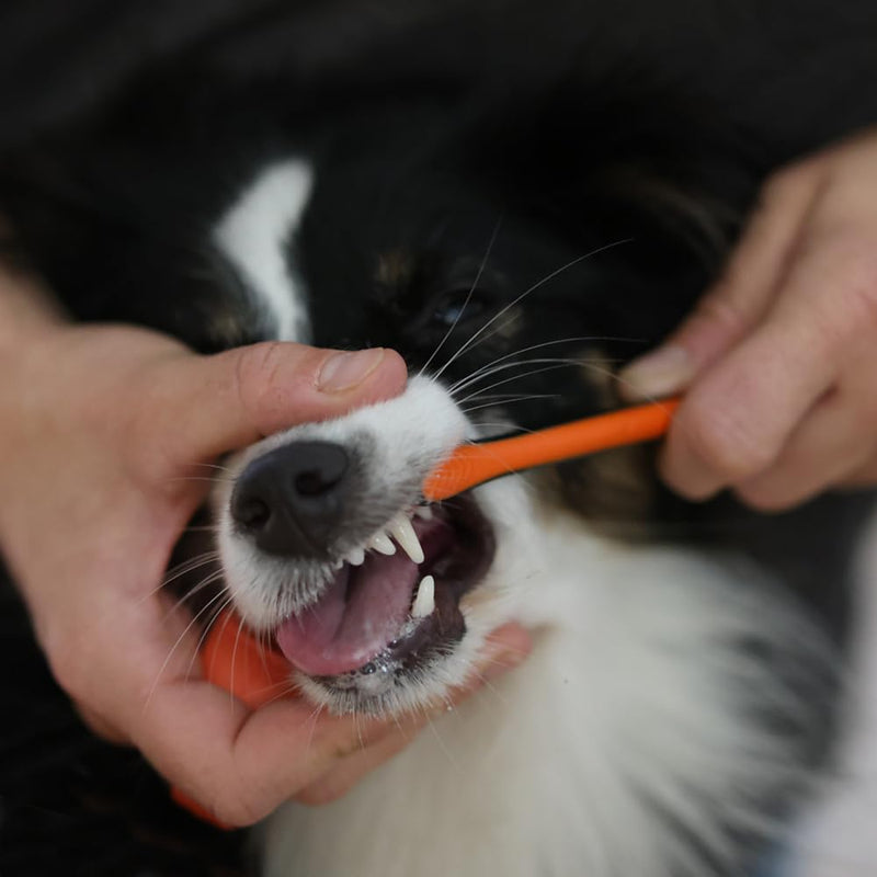 Paw Ready Pet Toothbrushing Assistant for Puppies' Dogs and Cats Allows You to Brush Your pet’s Teeth Without Constantly Worrying About Getting Bitten. (Blue, Small) Small (Pack of 1) Blue