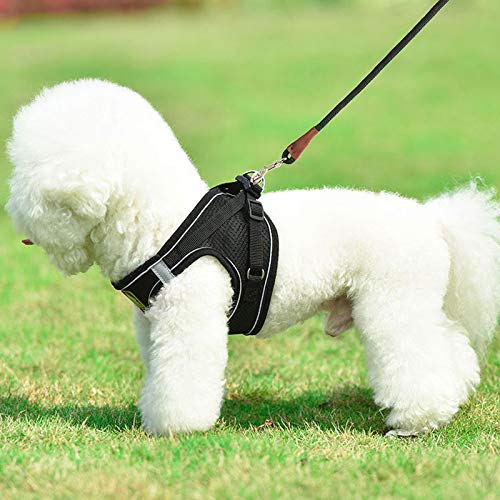 Small Dog Leash, 1/4" by 6/8/10 FT Lightweight Strong Nylon Rope Leash, Bright Classic Lead for Small Pets/Puppy/Cat (10ft, Dark Blue) 1/4" x 10' - PawsPlanet Australia