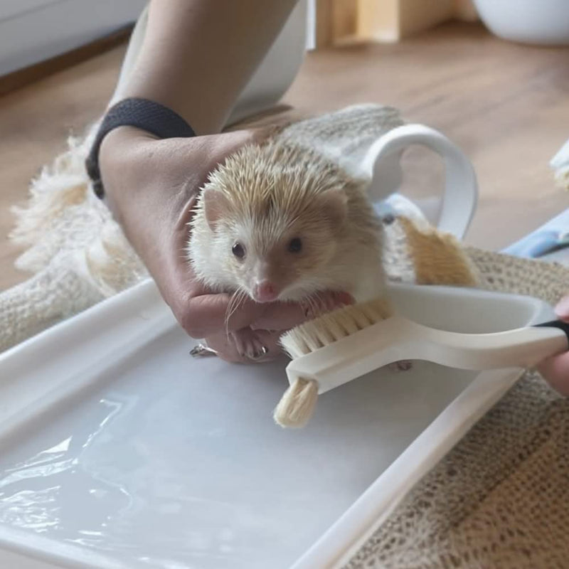 Snout and Shell Hedgehog Bath Supplies Kit - Soft Goat Hair Cleaning Brush - Perfect Hedgehog Grooming, Hygiene, and Care Essentials - Gentle Pet Bath Brush for Small Animals - PawsPlanet Australia