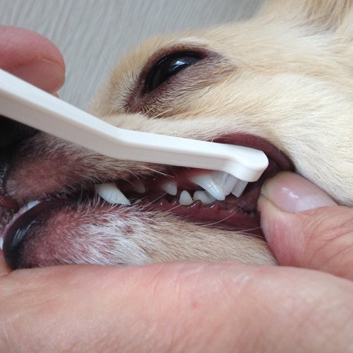 Toothbrush for toy breed dogs easy to use made in Japan Kenko care by Mind Up (Micro Head) White 1 Count (Pack of 1) - PawsPlanet Australia