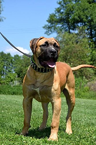 Bestia "Stud Genuine Leather Big Dogs Collar. 2.5 inch Wide. Soft Padded. Very Durable and Comfortable. Handcrafted Guaranteed. Pitbull. Cane Corso. Rottweiler. Bully. Amstaff. L- fits a neck of 19.7 to 22.6 inch Red Cushion - PawsPlanet Australia