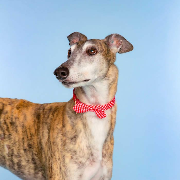 Dolly Doggy Parton Dog Harnesses and Leash/Collar Set Collection, Red Gingham Collar Leash Set, X-Small - PawsPlanet Australia