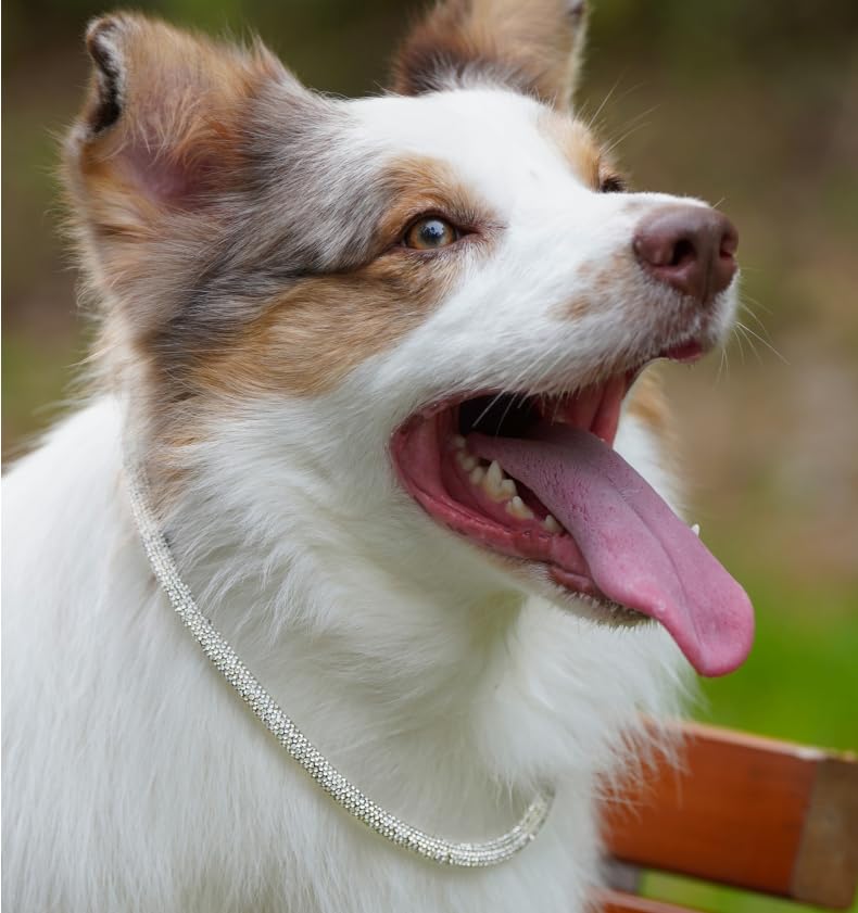 Diamond Dog Collar Bling Full Rhinestone Sparkly Magnetic Closure Wedding Pet Necklace for Small Dogs 14 inch 14‘’ - PawsPlanet Australia