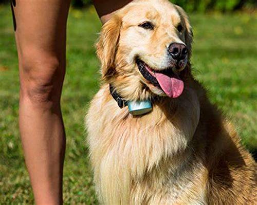 Pet-Fence Compatible for Invisible Fence Battery for Dog Collar, Batteries for Dog Collars Invisible Fence Brand Power Cap R21,R22,R51,Microlite Collars Safe and Durable (10 Pack) - PawsPlanet Australia