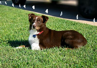 Pink Heavy Duty Nylon Replacement Dog Collar Strap with RFA-67 Batteries - Compatible with Most PetSafe In-Ground and Wireless Fence Receiver Collars (Bundle 2)