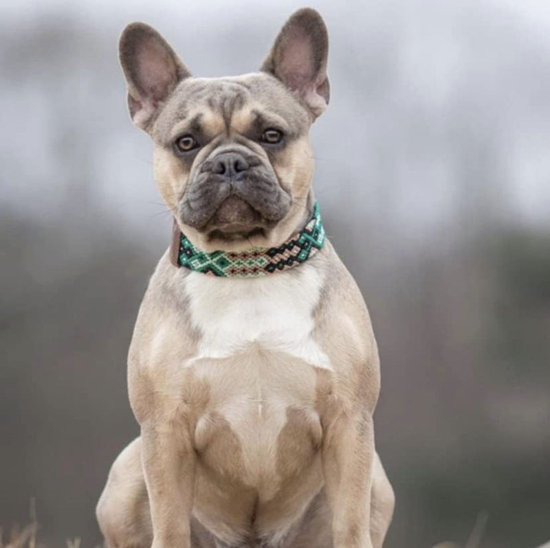 XUXO Dog Collar, Vegan Leather, Handmade, Water Resistant, Durable, Mahahual, XS