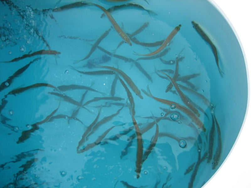 Baitfish Enhancement and Keeping Formula Additive for Minnow Buckets, Livewells and Bait Tanks. Keeps Holding Fish Alive Longer, Healthier, and Improves Performance Levels. - PawsPlanet Australia