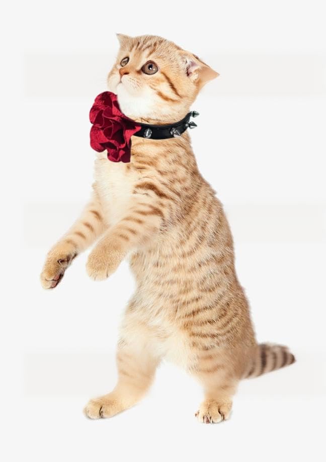 Cat Collar with Bells Studded Spiked with Flower, Studs Spikes Punk Style Adjustable for Girl Kittens Small Dogs Puppy Bunny Rabbit, 8"-11" - PawsPlanet Australia