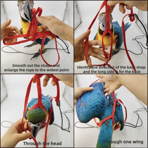 Adjustable Bird Harness with 78.7 Inch Leash, Outdoor Flying Training Rope Kit for Bird Parrots, Parrot Flying Rope Straps Outdoor Training Traction Rope for Small Medium Large Size Birds (XL) XL - PawsPlanet Australia