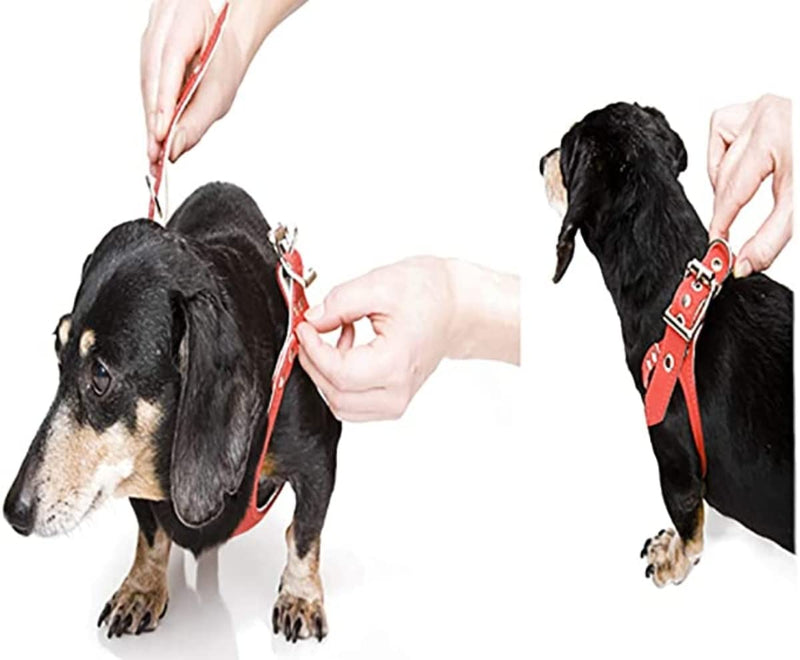 BUDDY BELT Harness Pebble Grain Black - Premium Edition (3) 3 - PawsPlanet Australia