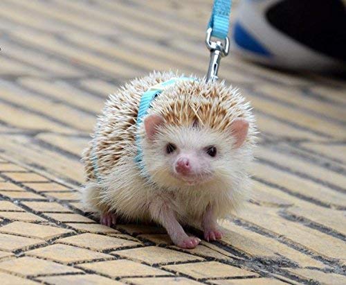 Adjustable Small Pet Hedgehog Harness for Training Playing Traction Rope (Blue) Blue - PawsPlanet Australia