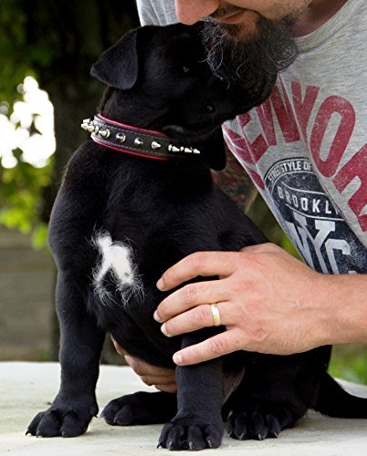 Bestia "Spiky Collar with Blunt Screw Tips. Suitable for Small Dog Breeds or Puppies. 1" Wide Soft Padded Leather Interior & Exterior Handmade in Europe! S- fits a neck of 9.8 - 11.8 inch Cushion Pink - PawsPlanet Australia