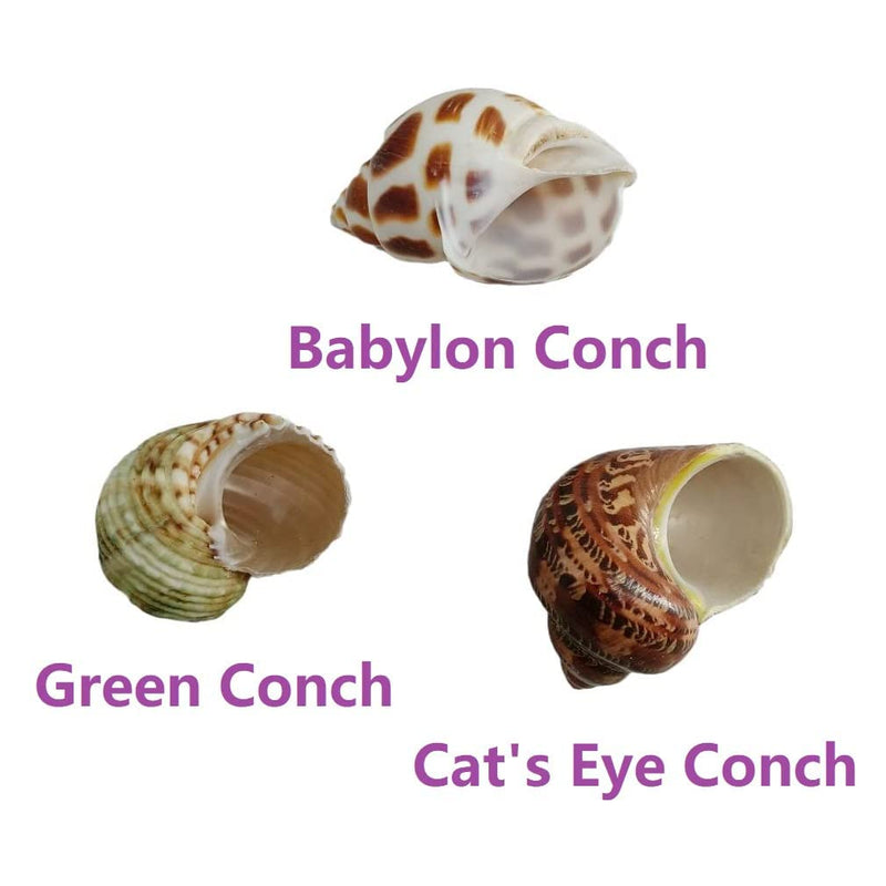 3 PCS Hermit Crab Shells 2~2.7Inch Natural Hermit Crab Shells Opening Size 1~1.3Inch Hermit Crab Supplies - PawsPlanet Australia