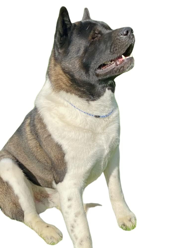 National Leash Mountain Rope Dog ID Collar- Maui - Medium (14"-20") Ultra Lite - PawsPlanet Australia
