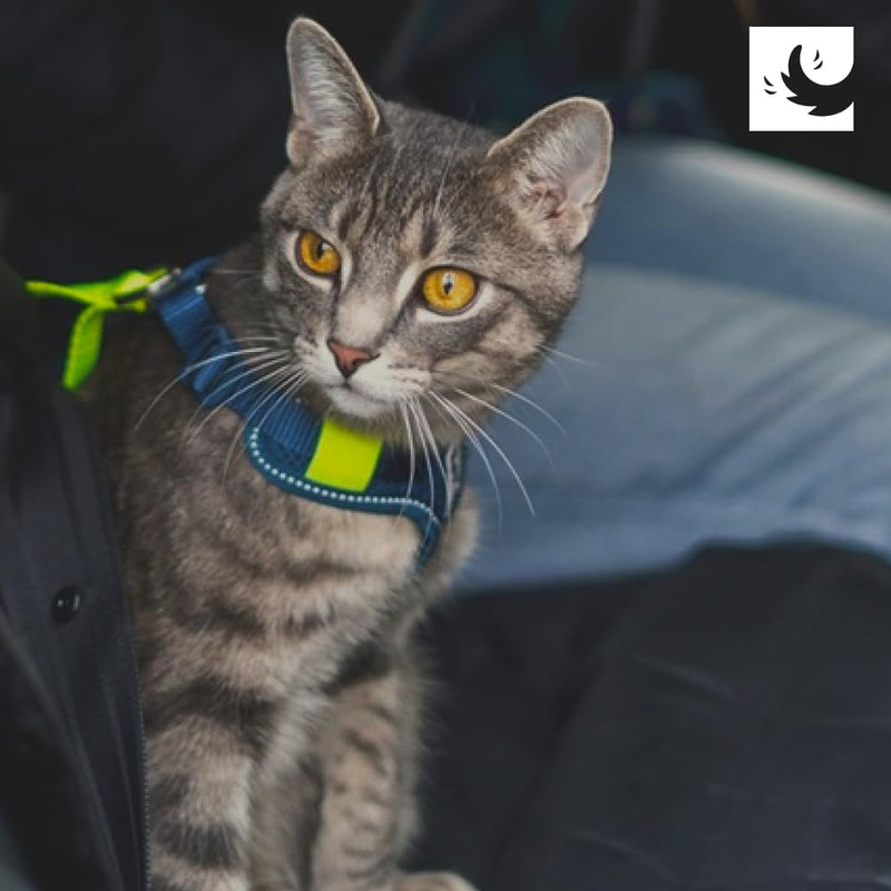 RC Pets Moto Control Pet Harness | Dog Car Travel Safety Harness | Adjustable Secure Fit | Multi Use for Dog and Cats | Azalea/Peony, Medium
