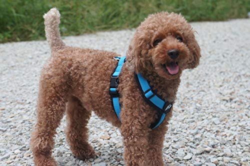 hakusan Zero Harness (XXS, Black x Turquoise) XXS - PawsPlanet Australia