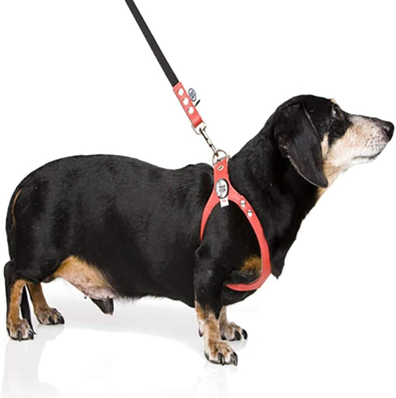 BUDDY BELT Harness Pebble Grain Black - Premium Edition (3) 3 - PawsPlanet Australia