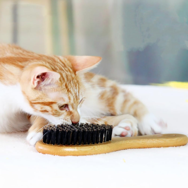 Cat & Dog Brush with Boar Bristle, Professional Grade Daily Grooming Hairbrush for Soft Hair and Healthy Shine, Short Haired Dogs Hair Brush for Reducing Shedding with Brush Cleaner - PawsPlanet Australia