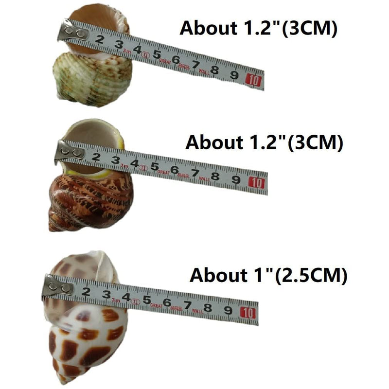 3 PCS Hermit Crab Shells 2~2.7Inch Natural Hermit Crab Shells Opening Size 1~1.3Inch Hermit Crab Supplies - PawsPlanet Australia
