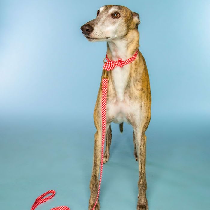 Dolly Doggy Parton Dog Harnesses and Leash/Collar Set Collection, Red Gingham Collar Leash Set, Medium - PawsPlanet Australia