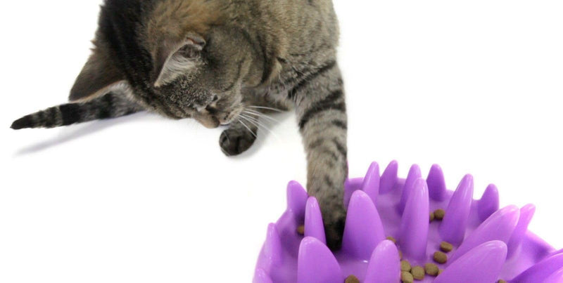 Northmate Catch Feeder For Cats- Size Mini - PawsPlanet Australia
