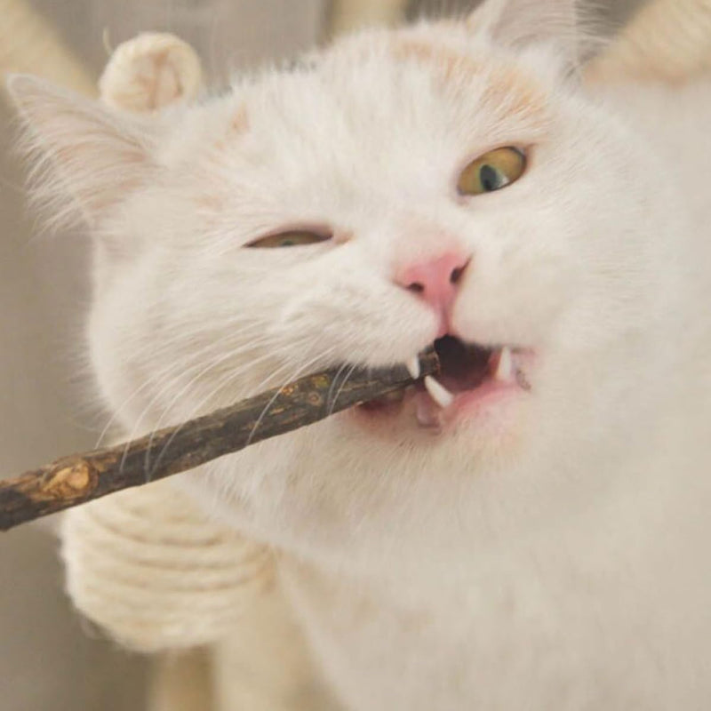 Dental Sticks for Cats and Dogs, 5 pieces, with catnip and bottle. Suitable for kittens and dogs for teeth cleaning and chewing.