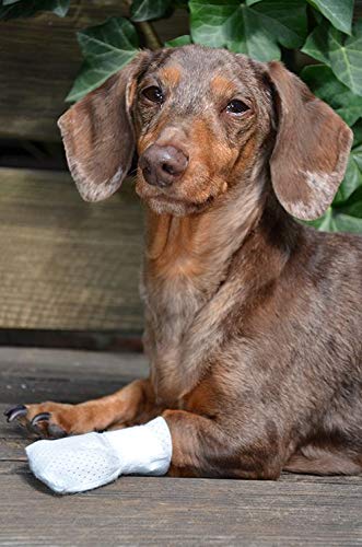 Medimitt Paw Bandages for Dogs, Cats and Pets – Stretchy Medical Booties, First Aid for Paws – Non Slip, Non Adhesive, Breathable, Disposable, Washable, Adjustable Strap,12 Pack (X-Large) X-Large 12 Pack