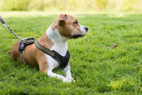 hunter Neoprene Dog Harness, Large, Raspberry/Black youth large / 11-13 - PawsPlanet Australia