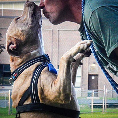 ComfortFlex Martingale Dog Collar - 1.5" Wide, Reflective, Adjustable, Fully Padded Nylon, Gentle Control, Escape-Proof, Limited Slip Design, Made in The USA, Medium, Hunter Orange - PawsPlanet Australia