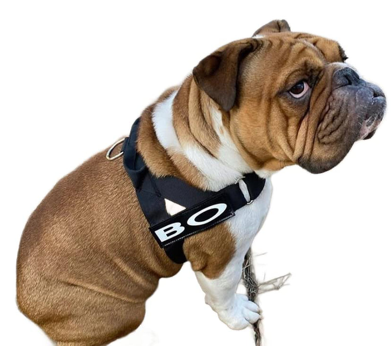 BULLHUG Adjustable Dog Harness– No Pull, No Choke – for English Bulldogs, French Bulldogs, Pugs & Broad-Chested Breeds – Easy, Safe Walks (Black, Medium) BLACK Medium - (Neck: 17" - 20" Chest: 25" - 30") - PawsPlanet Australia