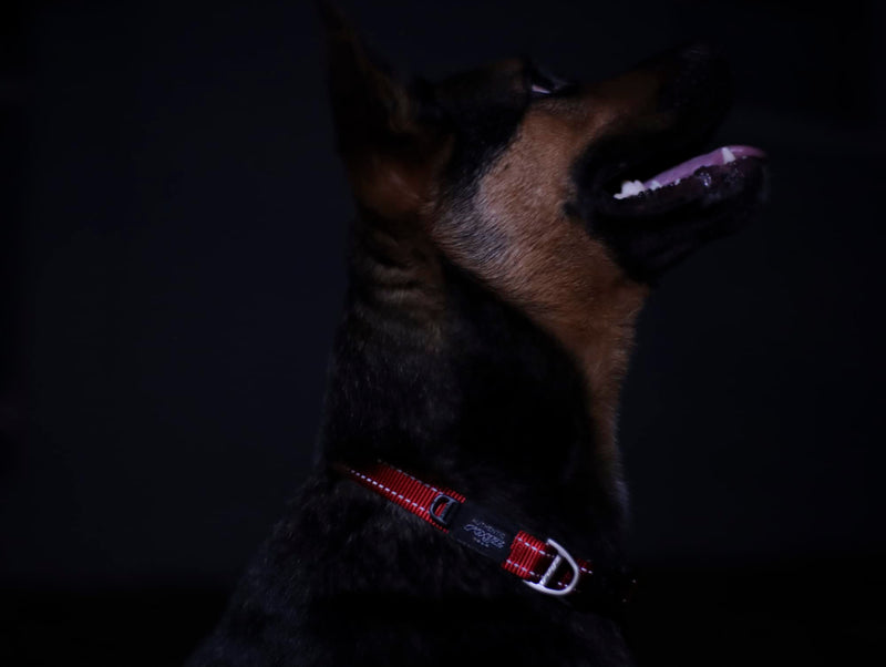 Reflective Dog Collar for Large Dogs, Adjustable from 13-22 inches, Red 3/4" Large