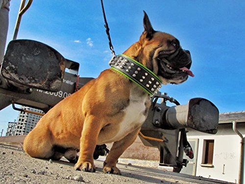 Bestia "Stud Genuine Leather Big Dogs Collar. 2.5 inch Wide. Soft Padded. Very Durable and Comfortable. Handcrafted Guaranteed. Pitbull. Cane Corso. Rottweiler. Bully. Amstaff. L- fits a neck of 19.7 to 22.6 inch Red Cushion - PawsPlanet Australia
