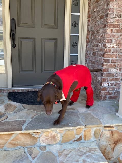 SurgiSnuggly Dog Recovery Suit with Dog Leg Sleeve for Back Legs, Easier Than Dog Pants Or Dog Suspenders for Your Dogs After Surgery Care Medium - PawsPlanet Australia