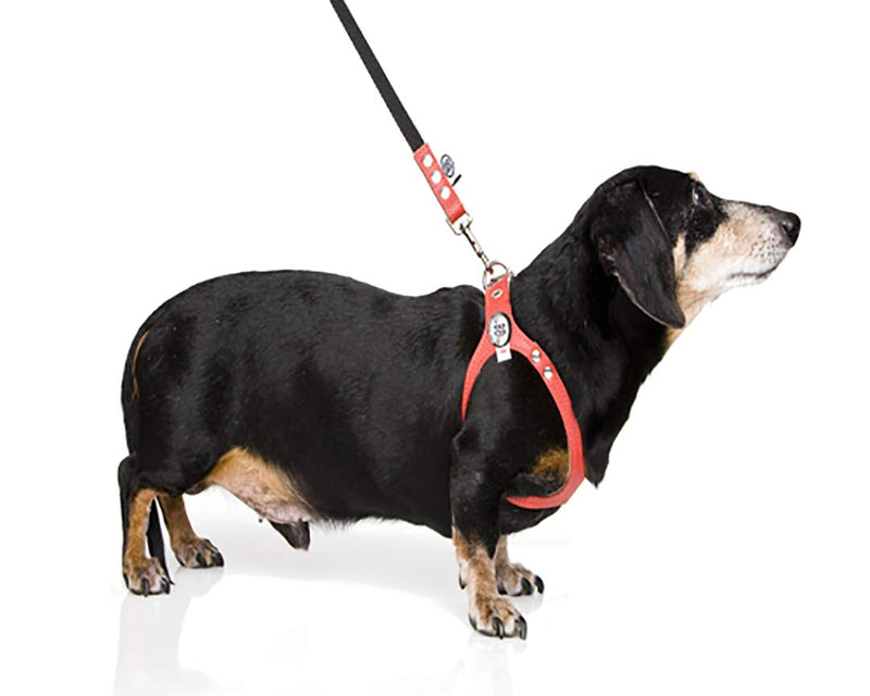 BUDDY BELT Harness Pebble Grain Black - Premium Edition (3.5) 3.5 - PawsPlanet Australia